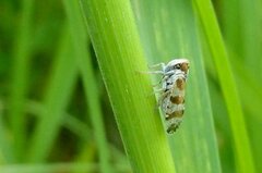 Tachycixius venustulus