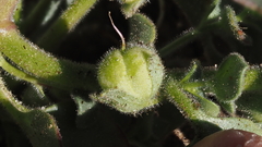 Pseudorontium cyathiferum