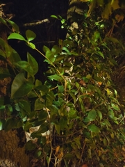 Ligustrum japonicum