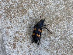Nicrophorus carolina