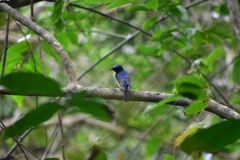 Cyornis rubeculoides