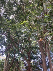 Laurus nobilis