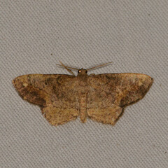 Hypagyrtis