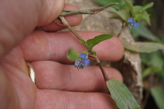 Commelina diffusa diffusa