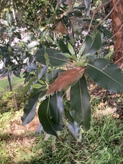 Laurus nobilis