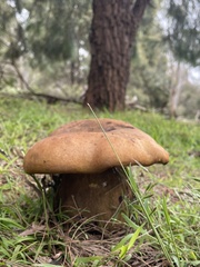 Phlebopus marginatus