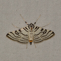 Conchylodes concinnalis