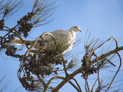 Streptopelia roseogrisea