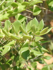 Quiabentia verticillata