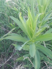Solidago chilensis