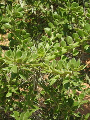 Quiabentia verticillata