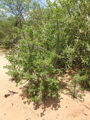 Quiabentia verticillata