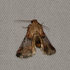 Cacozelia basiochrealis