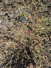 Salsola