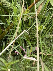 Persicaria decipiens