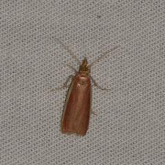 Peoria roseotinctella