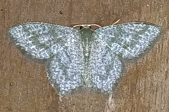 Chloropteryx opalaria