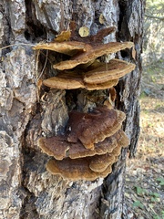 Porodaedalea
