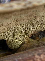 Porodaedalea