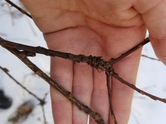 Rabdophaga salicistriticoides