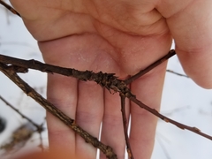 Rabdophaga salicistriticoides