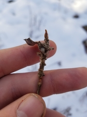 Rabdophaga salicistriticoides