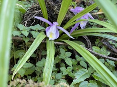 Pleione praecox
