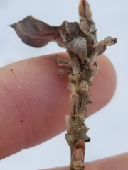 Rabdophaga salicistriticoides