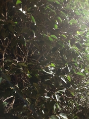 Ligustrum japonicum