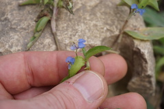 Commelina diffusa diffusa