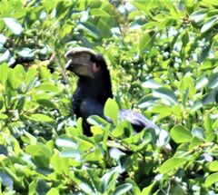 Bycanistes bucinator