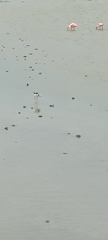 Himantopus mexicanus melanurus