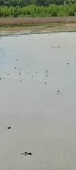 Himantopus mexicanus melanurus
