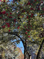 Crataegus phaenopyrum