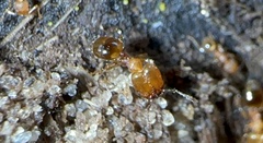 Pheidole navigans