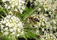 Leucozona glaucia