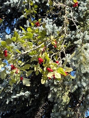 Crataegus phaenopyrum