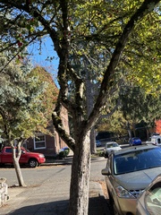 Crataegus phaenopyrum