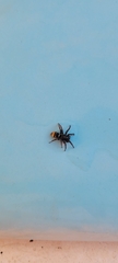Latonigena auricomis