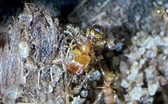 Pheidole navigans