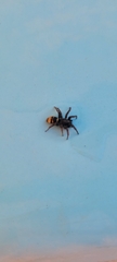 Latonigena auricomis