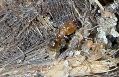 Pheidole navigans