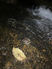 Limnonectes blythii