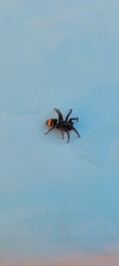 Latonigena auricomis