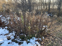 Solidago gigantea