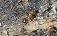 Pheidole navigans