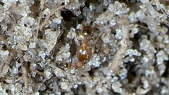 Pheidole navigans