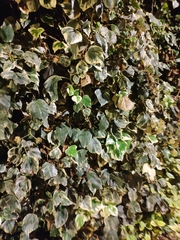 Hedera algeriensis