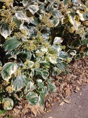 Hedera algeriensis