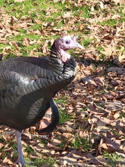 Meleagris gallopavo silvestris